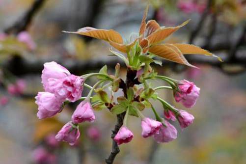 日本晚樱都有什么品种？为你搜罗几种最漂亮的日本晚樱品种