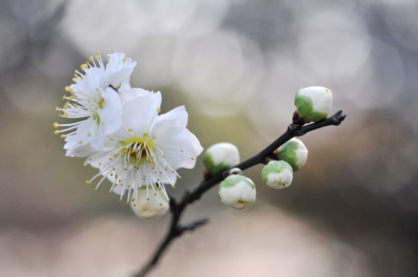 傲雪凌霜有气节的梅花图片