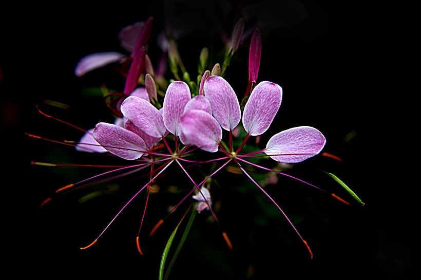 醉蝶花