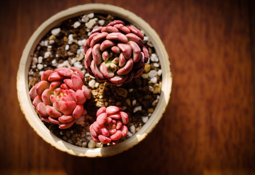 多肉植物特写图片