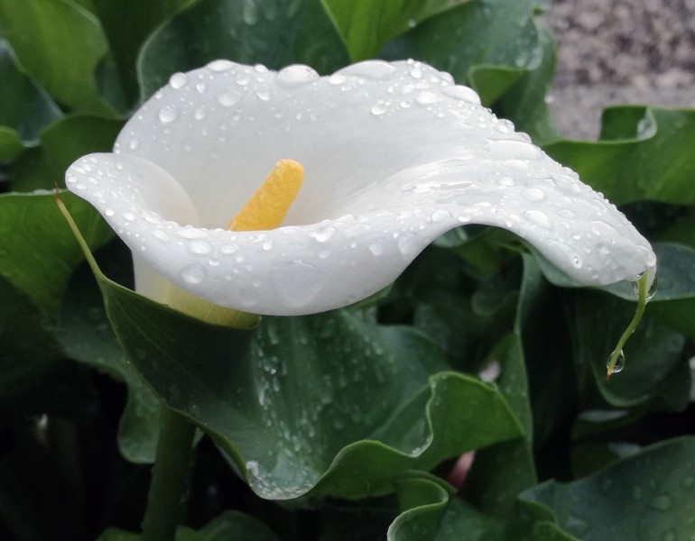 纯洁如雪的白色马蹄莲图片