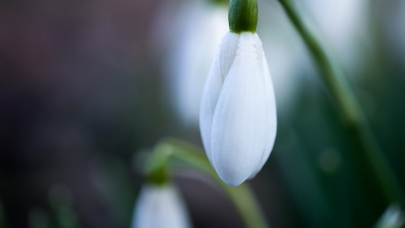 纯洁梦幻的雪花莲图片