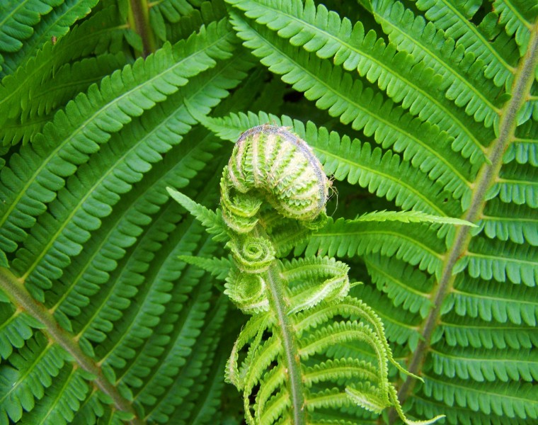 绿色蕨类植物图片