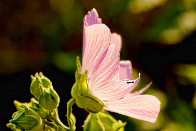 五颜六色娇柔的芙蓉花图片