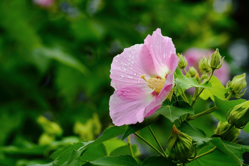 纯洁的芙蓉花图片