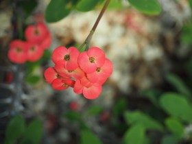 团花锦簇的海棠花图片(8张)