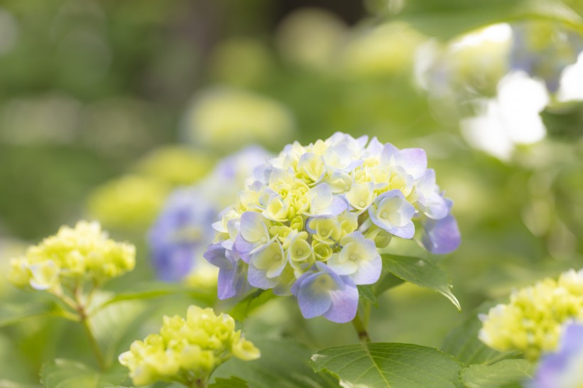 花团锦簇的绣球鲜花图片