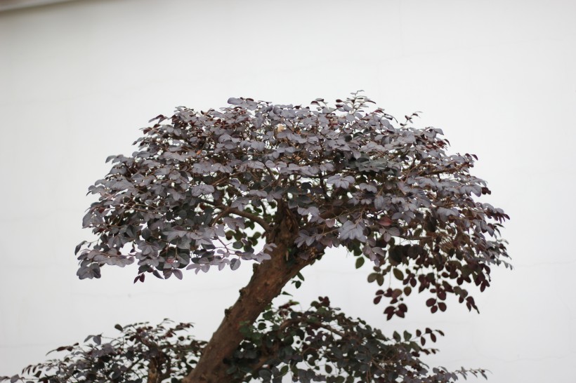 植物园里的红花檵木图片