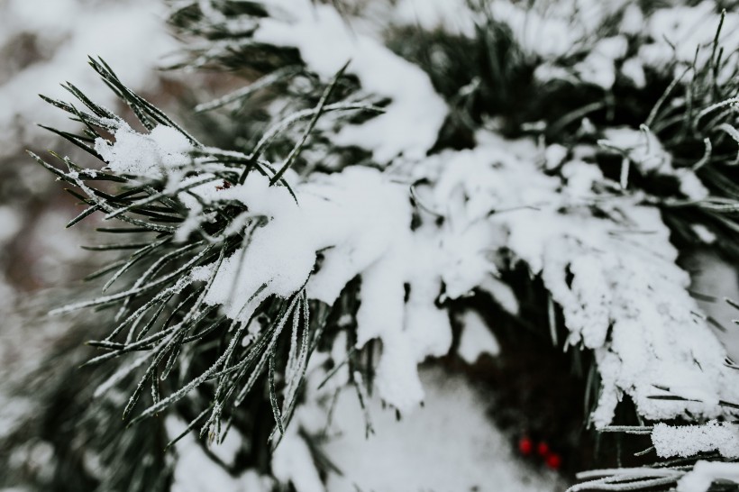 雪树的特写图片