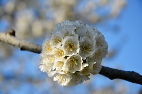 洁白似雪的樱花图片(16张)