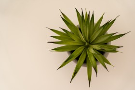 室内绿色盆栽图片(10张)