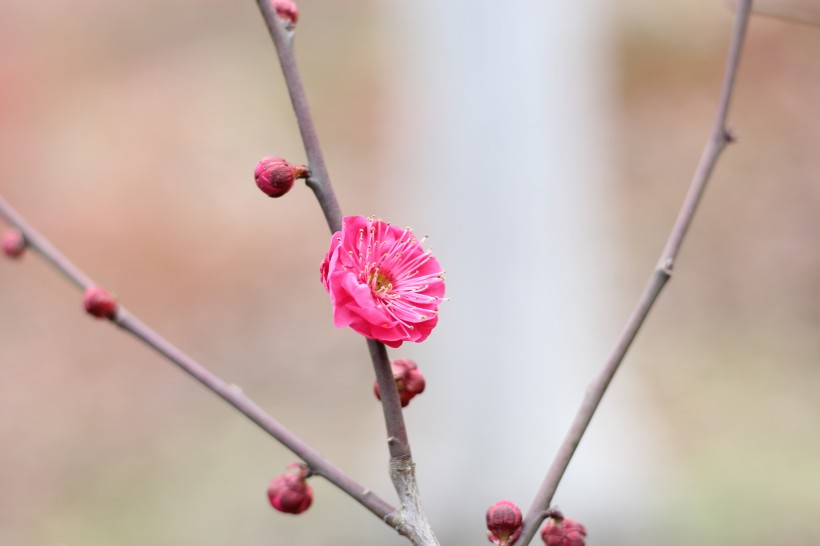 盛开的红梅花图片