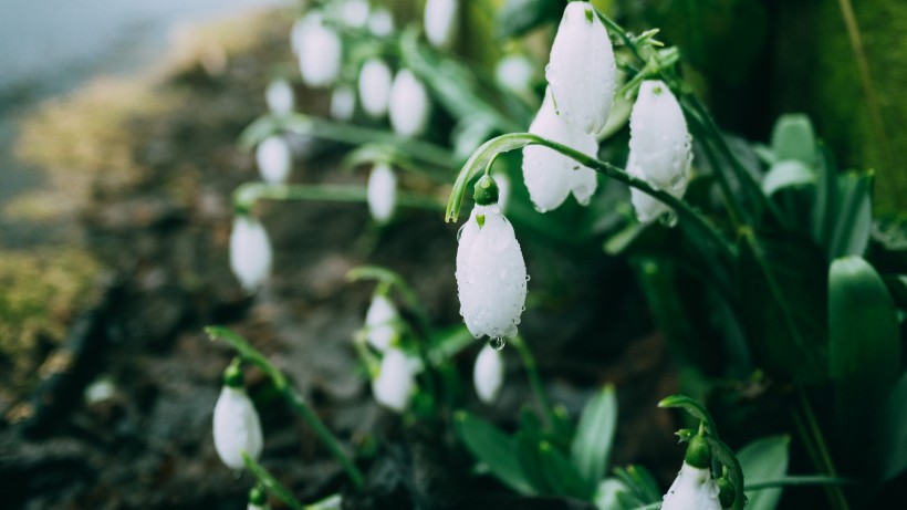 纯洁梦幻的雪花莲图片