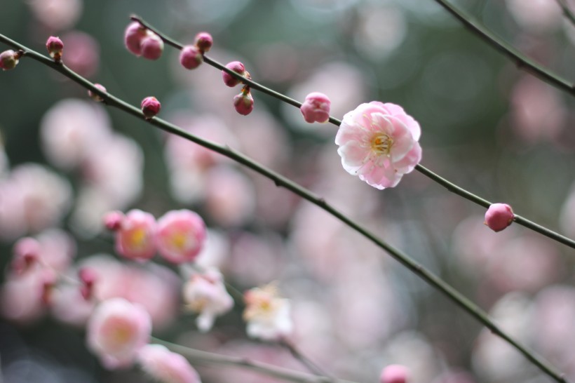 粉色的江梅花图片