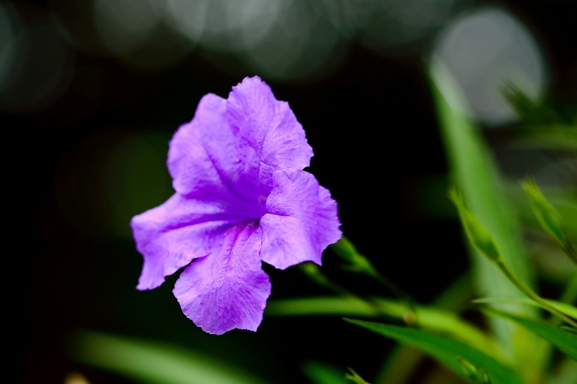 翠芦莉花图片