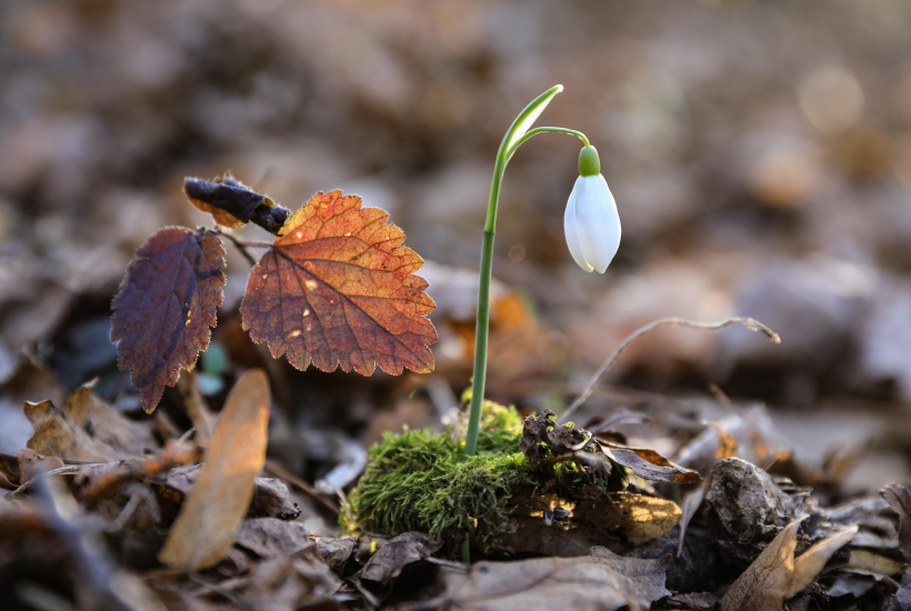 洁白唯美的雪花莲图片