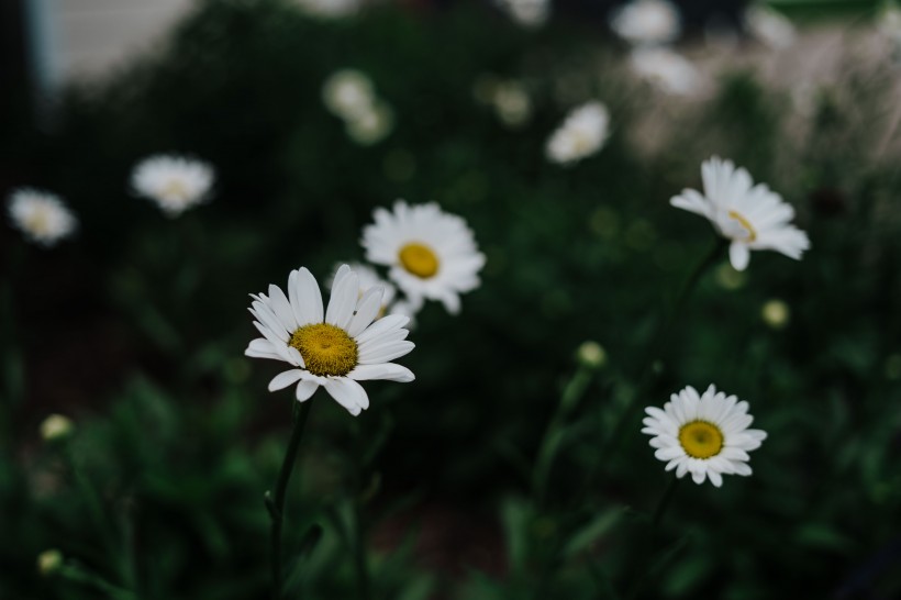 白色淡雅的雏菊花图片