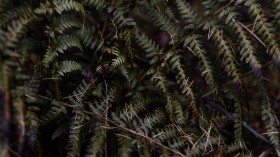 绿色野生蕨类植物图片(21张)