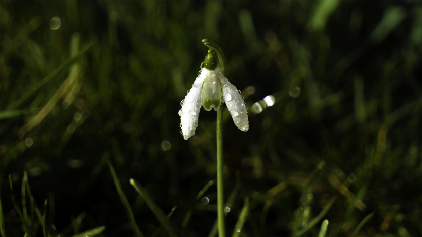 洁白唯美的雪花莲图片