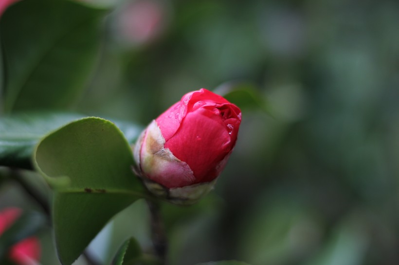 红露珍山茶花图片