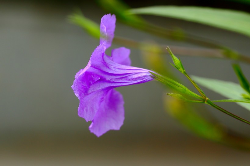 翠芦莉花图片