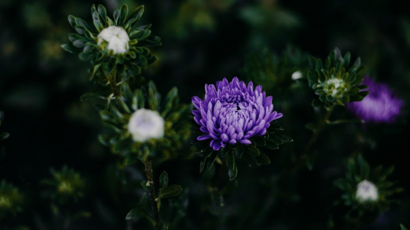 五颜六色的菊花图片