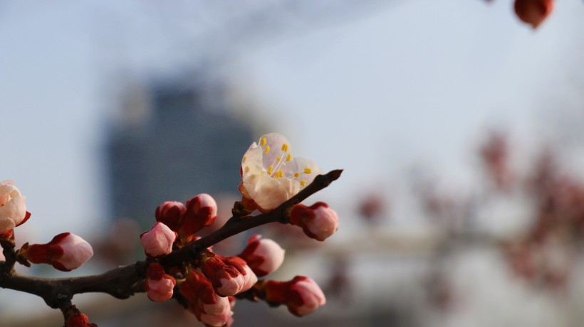 春季盛开的桃花图片