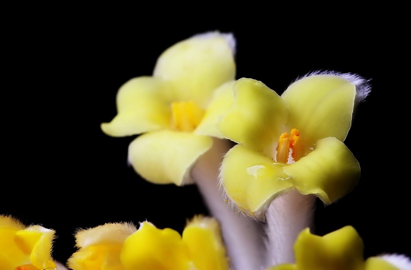 结香花图片