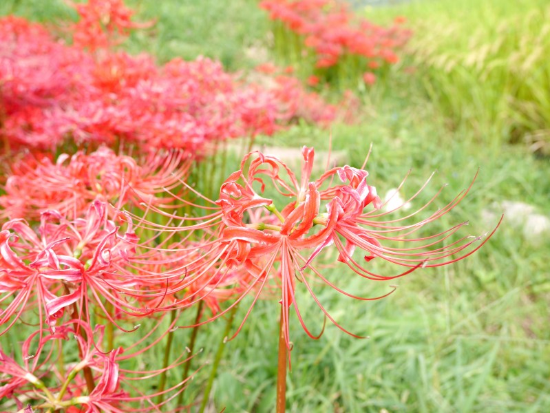 鲜红美丽的朱顶红花图片