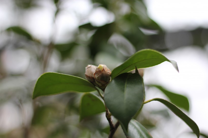 山茶花的花骨朵图片