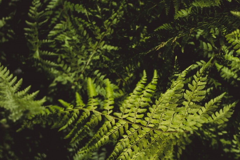 野生绿色蕨类植物图片