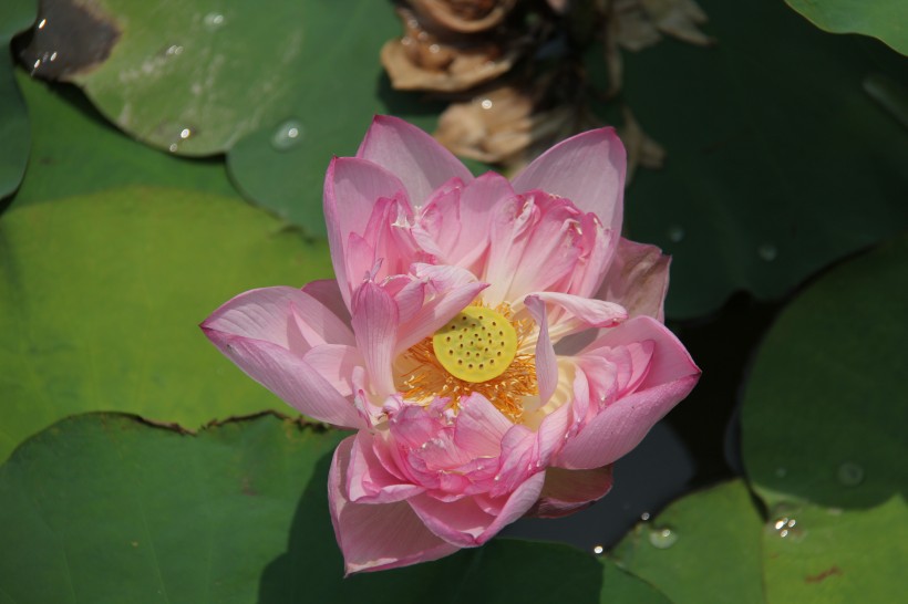 夏日清香荷花图片