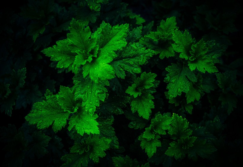 植物叶子上的水珠图片