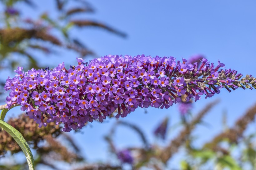 浓烈绽放的紫色丁香花图片