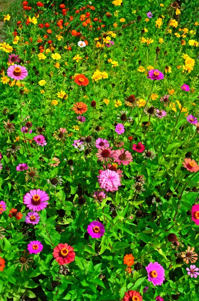 色彩缤纷的野生雏菊花图片