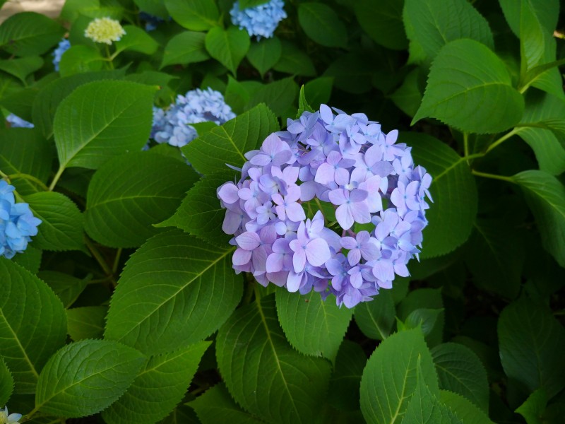 花团锦簇的绣球花图片