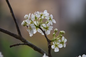 一树洁白如雪的梨花图片(16张)