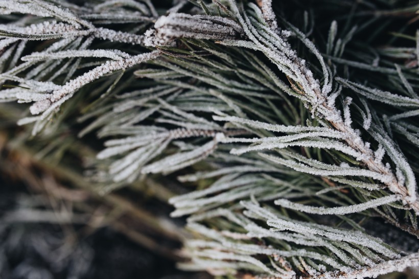 冰雪覆盖的植物图片