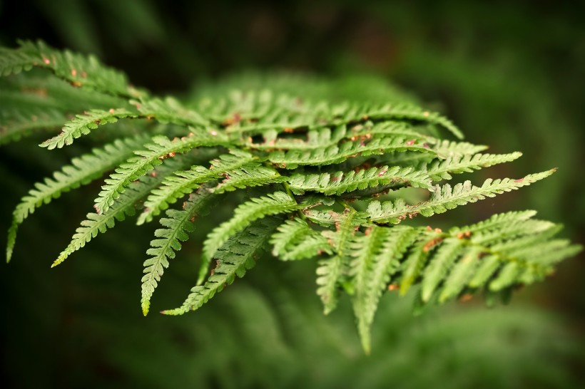 绿色蕨类植物图片