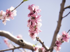 粉色的桃花图片(16张)