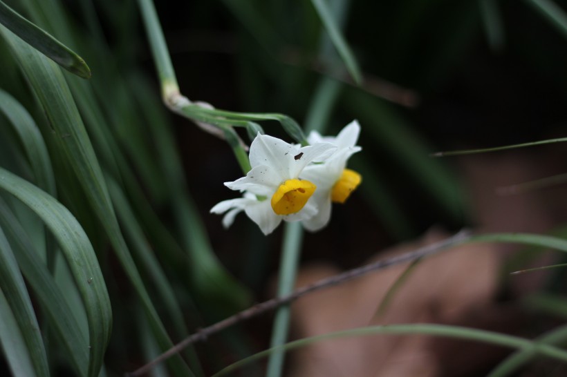 短蕊石蒜花图片