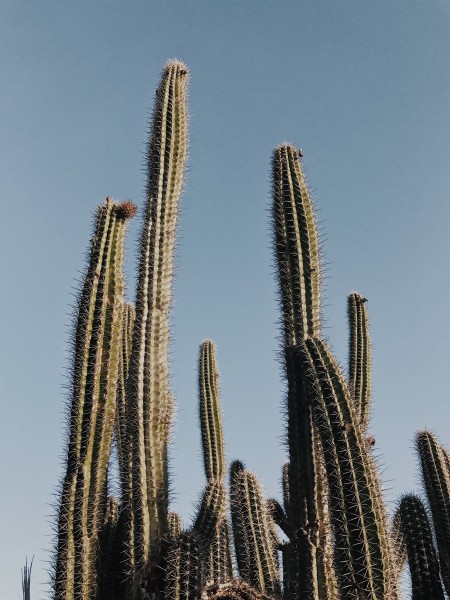 沙漠之花仙人掌图片