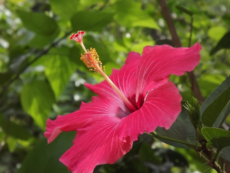 各种颜色盛开的芙蓉花图片