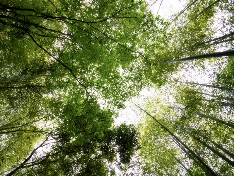 苍劲青葱有力的翠竹图片