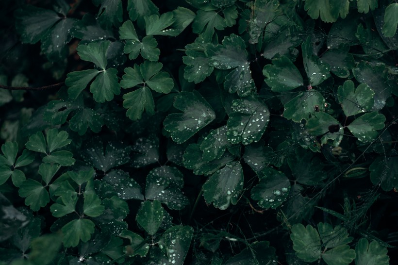 植物叶子上的水珠图片