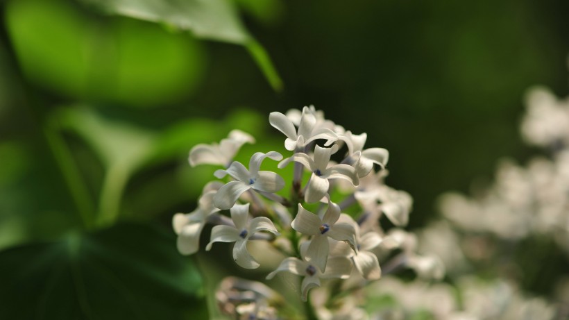 让人心情舒畅的丁香花图片