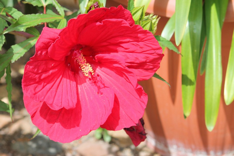 艳丽的粉色芙蓉花图片