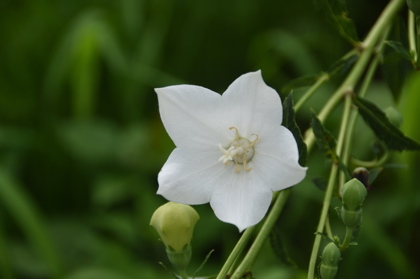 洁白无瑕的茉莉花图片