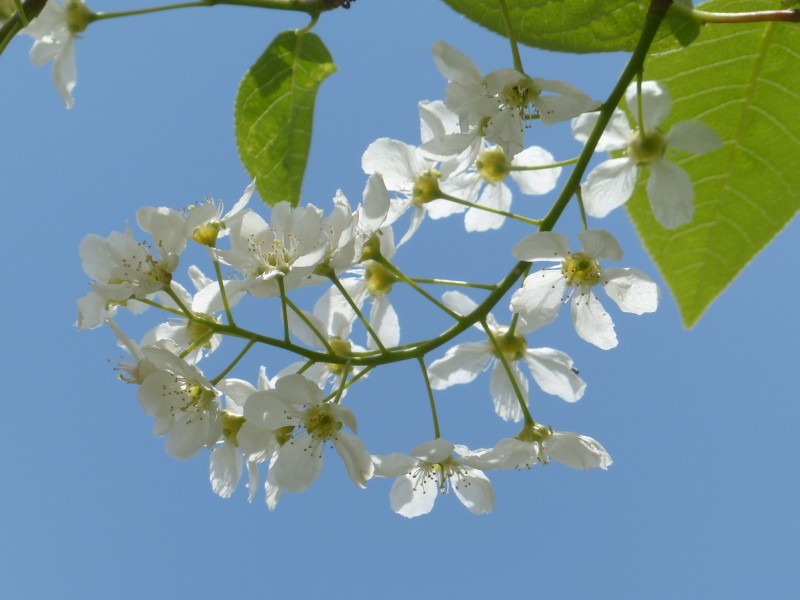 美丽的白色梅花图片