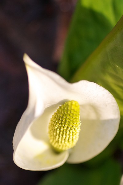 水芭蕉特写图片